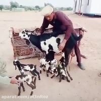 فروش دی کلسیم فسفات شرکت توسعه انتخاب سبز