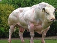 فروش دی کلسیم فسفات شرکت توسعه انتخاب سبز