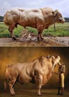 فروش (DCP) دی کلسیم فسفات شرکت توسعه انتخاب سبز