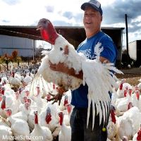 شرکت توسعه انتخاب سبز . خرید و فروش Dcp ( مکمل غذای دام و طیور )