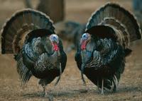 شرکت توسعه انتخاب سبز . خرید و فروش دی کلسیم فسفات ( مکمل غذای دام و طیور )