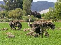 شرکت توسعه انتخاب سبز . خرید و فروش دی کلسیم فسفات ( مکمل غذای دام و طیور )