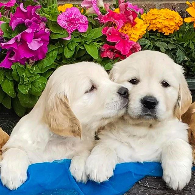 پت شاپ تجریش