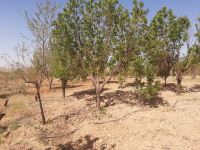 خرید باغ ویلا در مارکده