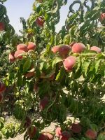 خرید باغ ویلا در مارکده