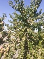 خرید باغ ویلا در مارکده