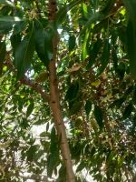 خرید باغ ویلا در مارکده