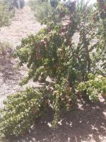 خرید باغ ویلا در مارکده