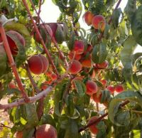 خرید باغ ویلا در مارکده