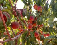 خرید باغ ویلا در مارکده