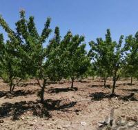 خرید باغ ویلا در مارکده