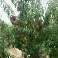 خرید باغ ویلا در مارکده