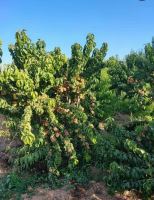 خرید باغ ویلا در مارکده