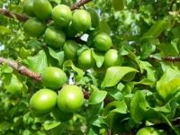 خرید باغ ویلا در مارکده