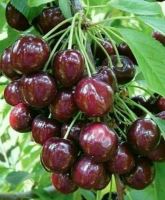 خرید باغ ویلا در مارکده