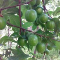 خرید باغ ویلا در مارکده