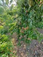 خرید باغ ویلا در مارکده