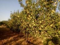 خرید باغ ویلا در مارکده