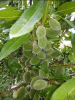 خرید باغ ویلا در مارکده