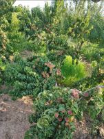 خرید باغ ویلا در مارکده