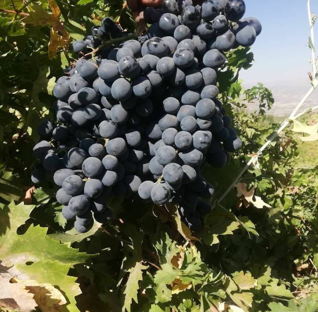 انگور شانی تره بار مرکزی تهران