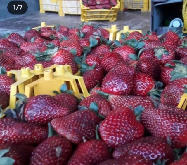 انگور شانی تره بار مرکزی تهران