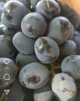 انگور شانی تره بار مرکزی تهران