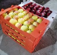 انگور شانی تره بار مرکزی تهران