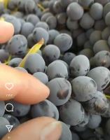 انگور شانی تره بار مرکزی تهران