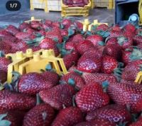 انگور شانی تره بار مرکزی تهران