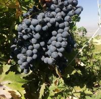 انگور شانی تره بار مرکزی تهران