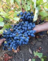 انگور شانی تره بار مرکزی تهران