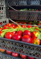 انگور شانی تره بار مرکزی تهران