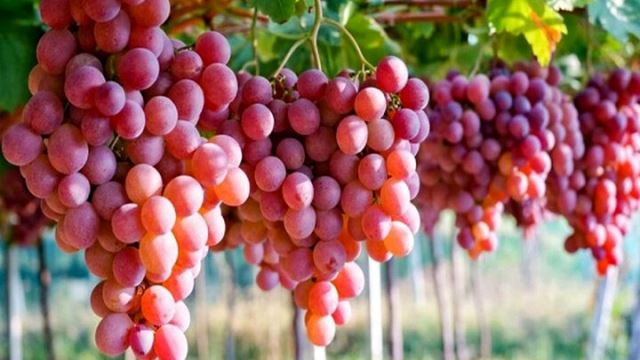 انگور شانی تره بار مرکزی تهران