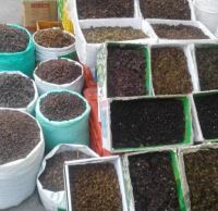 انگور شانی تره بار مرکزی تهران