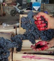 انگور شانی تره بار مرکزی تهران