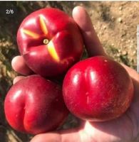 انگور شانی تره بار مرکزی تهران