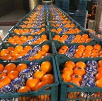 انگور شانی تره بار مرکزی تهران