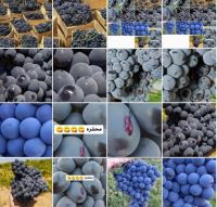 انگور شانی تره بار مرکزی تهران