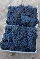 انگور شانی تره بار مرکزی تهران