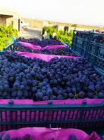 انگور شانی تره بار مرکزی تهران