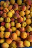 انگور شانی تره بار مرکزی تهران