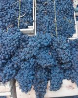 انگور شانی تره بار مرکزی تهران