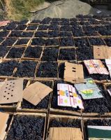 انگور شانی تره بار مرکزی تهران