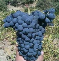 انگور شانی تره بار مرکزی تهران