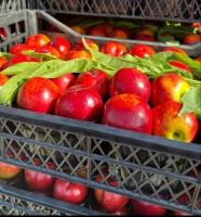 انگور شانی تره بار مرکزی تهران