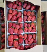 انگور شانی تره بار مرکزی تهران