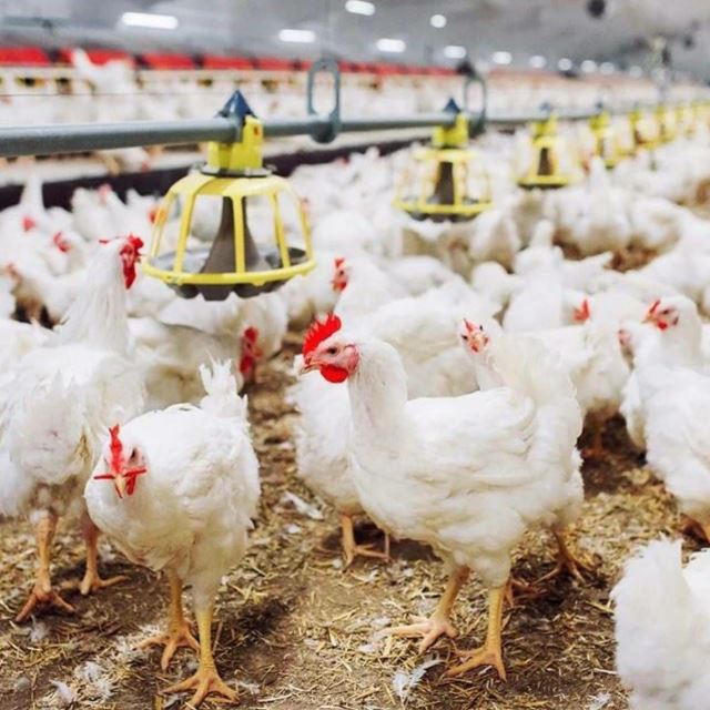 خرید مرغ زنده به صورت نقدی