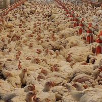 خرید مرغ زنده به صورت نقدی