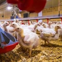 خرید مرغ زنده به صورت نقدی